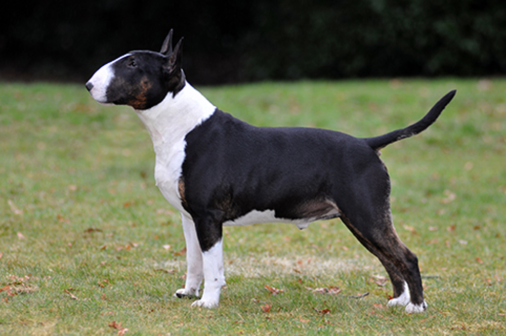 Bull Terrier (Standard)